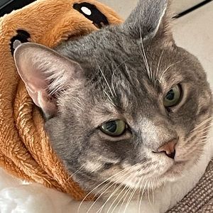 Meet your Posher, Adrian